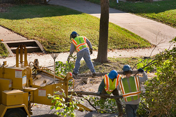 Holtville, CA Tree Removal and Landscaping Services Company